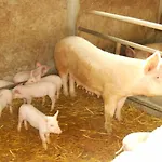 Agrifoglio San Giovanni Suèrgiu