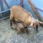 Agrifoglio ファームステイ