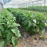 Agrifoglio San Giovanni Suèrgiu