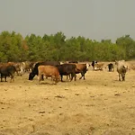 Agrifoglio * San Giovanni Suèrgiu