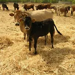 ファームステイ Agrifoglio