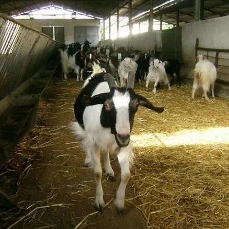 Alloggio per agriturismo Agrifoglio *