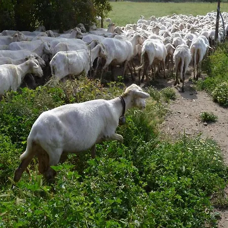 Alloggio per agriturismo Agrifoglio *