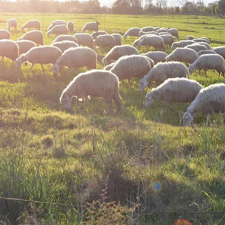Agrifoglio Alloggio per agriturismo *