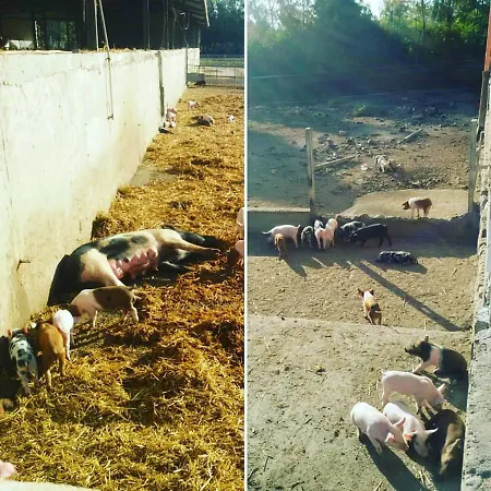 Alloggio per agriturismo Agrifoglio *