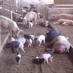 Agrifoglio *