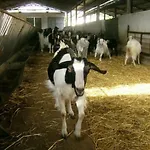 Farmház Agrifoglio *
