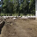 Agrifoglio Сан-Джованни-Суерджу