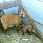 Фермерский дом Agrifoglio Сан-Джованни-Суерджу