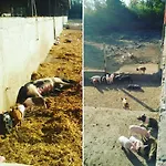 Фермерский дом Agrifoglio *