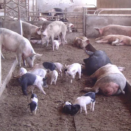 Agriturismo Agrifoglio *