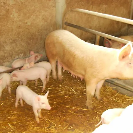 Agriturismo Agrifoglio San Giovanni Suèrgiu