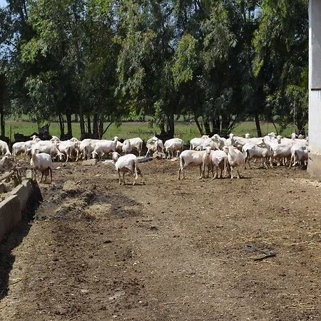 Agriturismo Agrifoglio San Giovanni Suèrgiu