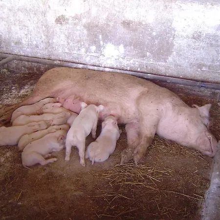 Κατάλυμα σε φάρμα Agrifoglio