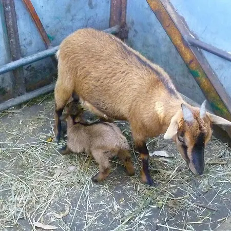 Bauernhof Agriturismo Agrifoglio San Giovanni Suèrgiu