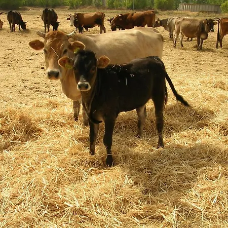 Bauernhof Agriturismo Agrifoglio