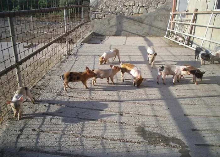 Agrifoglio * San Giovanni Suèrgiu