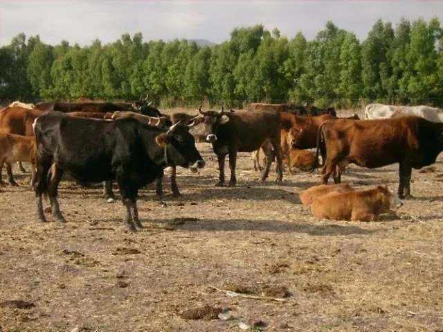 Agrifoglio Farmház