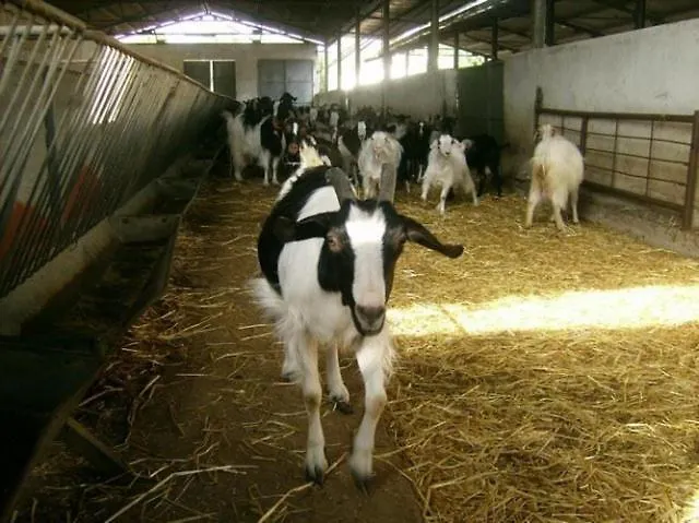 Farmház Agrifoglio *