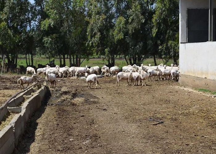 Agrifoglio San Giovanni Suèrgiu