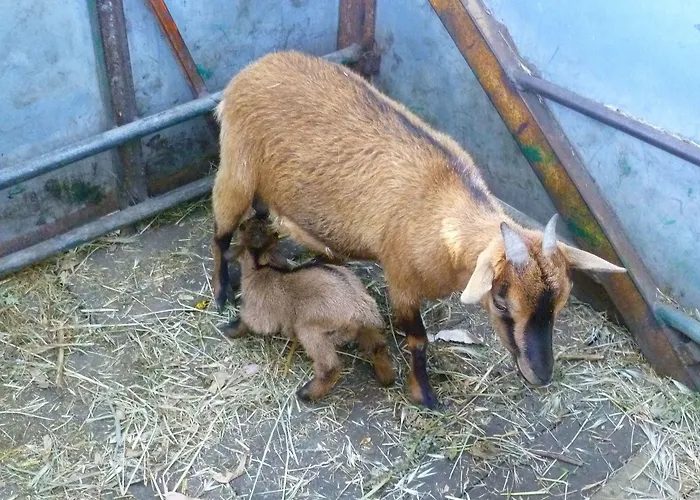 Agrifoglio Farmház