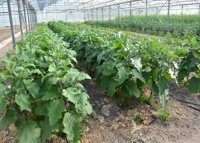 Agrifoglio San Giovanni Suèrgiu